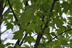 Acer rubrum 'Sun Valley' — photo 2